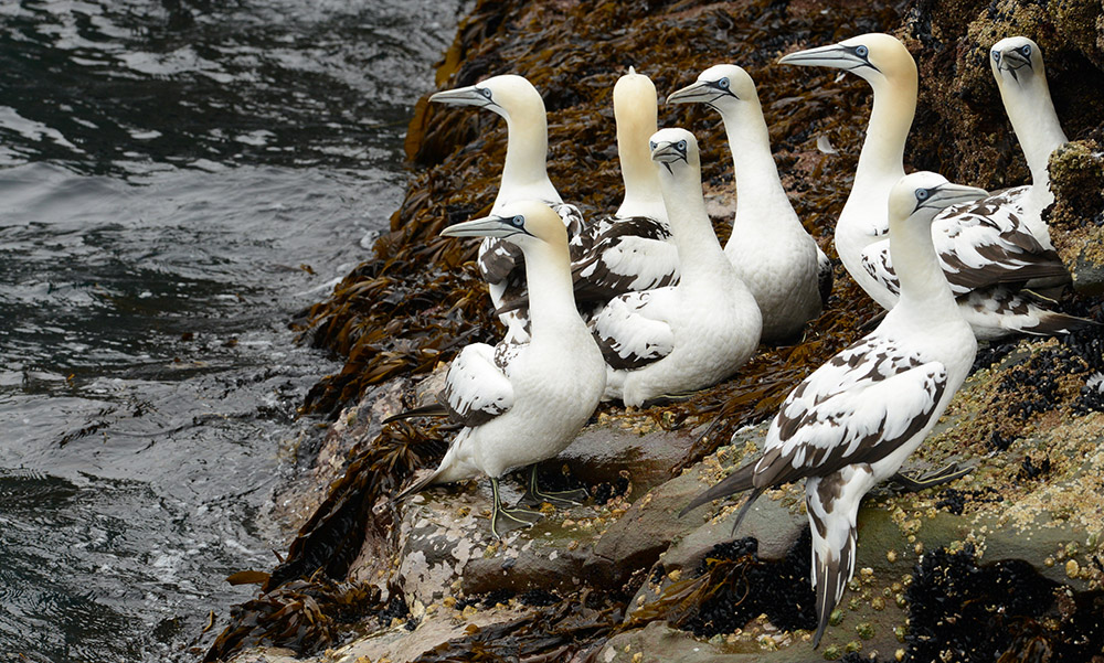 5DSC_1475Northern Gannets_s