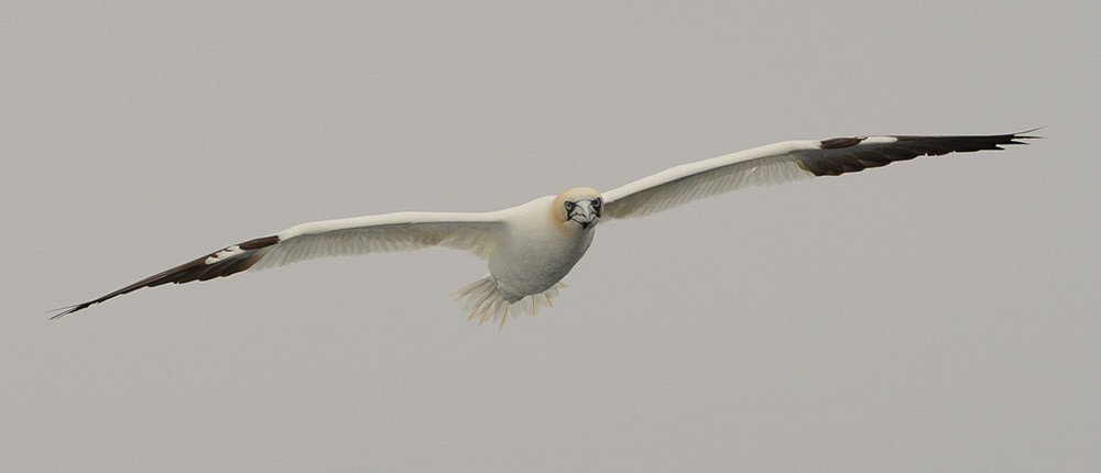 6DSC_1354Northern Gannet_s