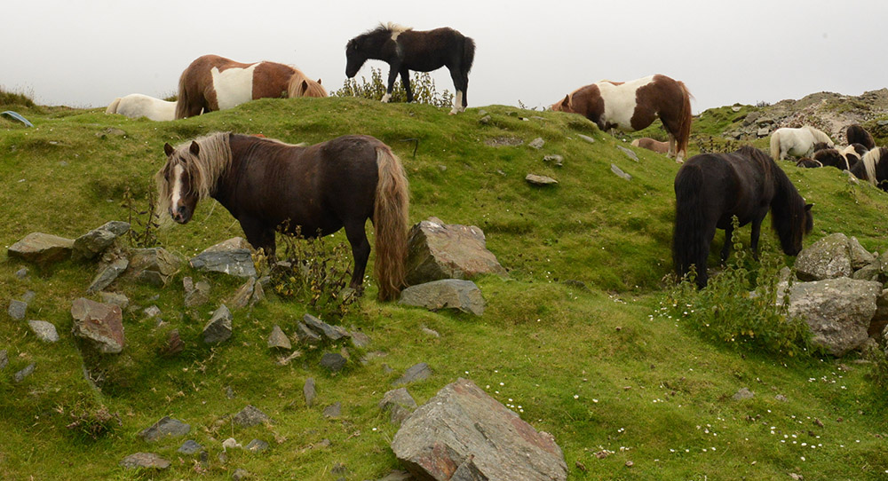 9DSC_2767SHETLAND PONIES_s