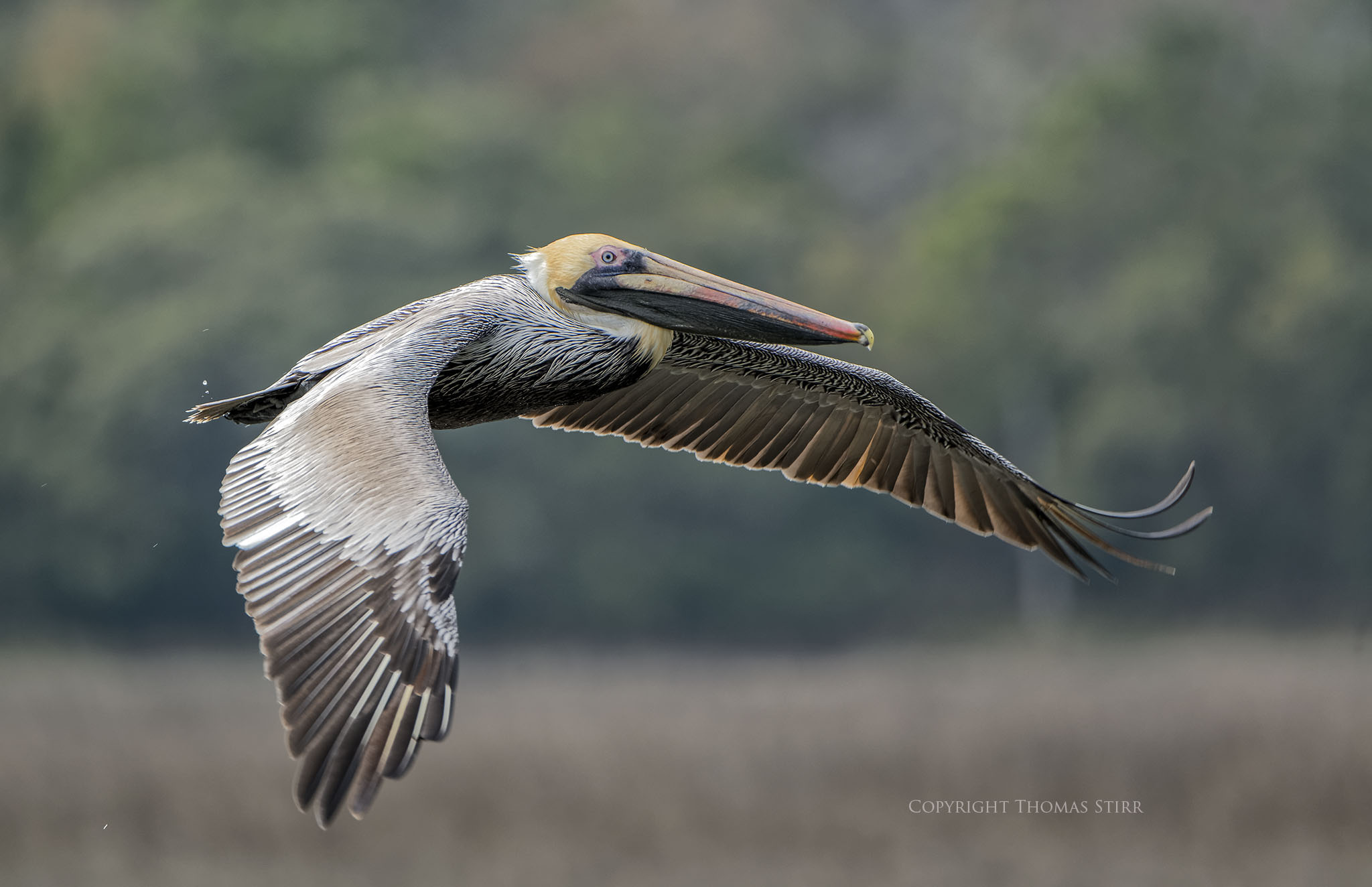 brown pelicans