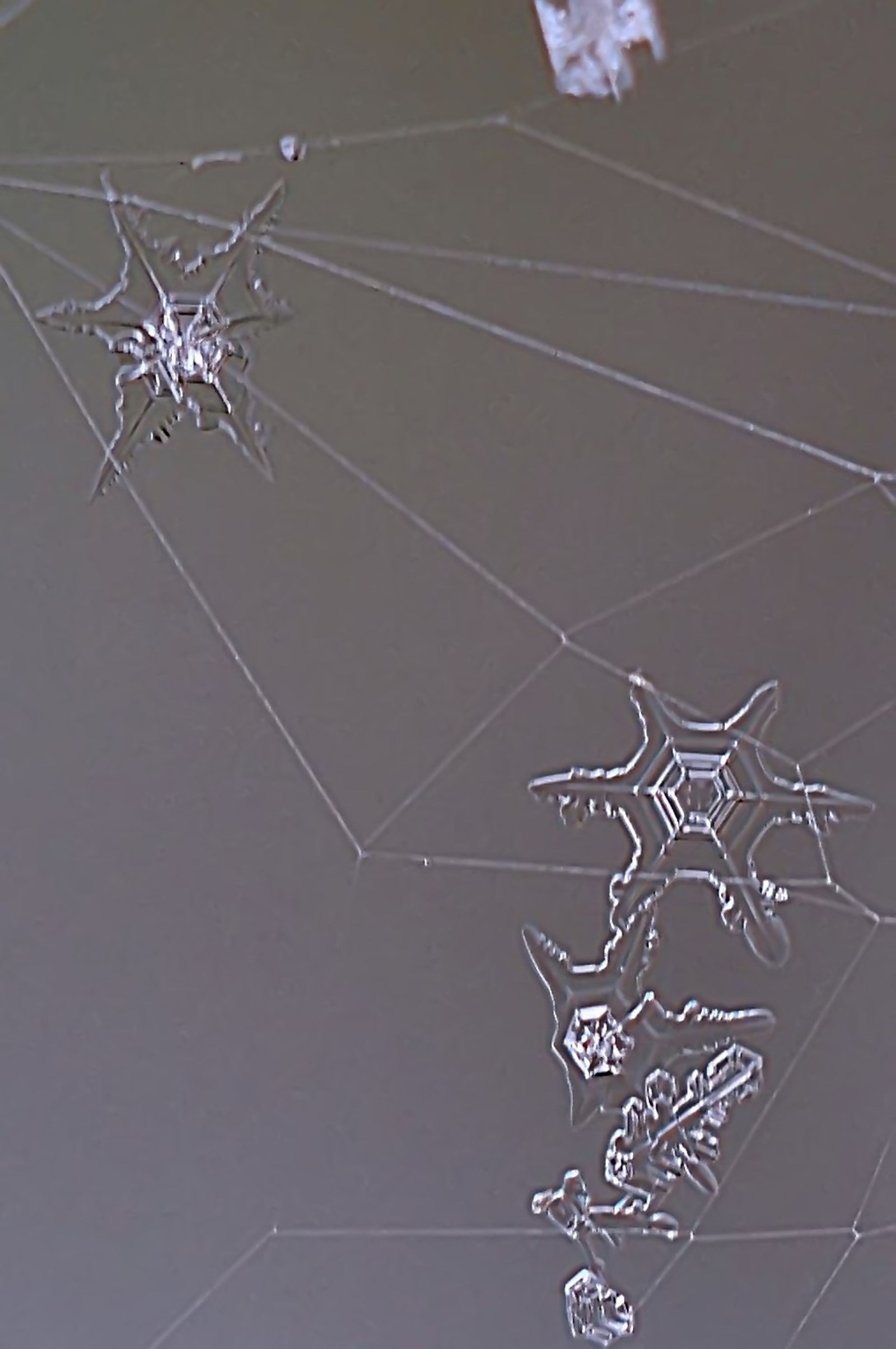 Snowflakes in a Web