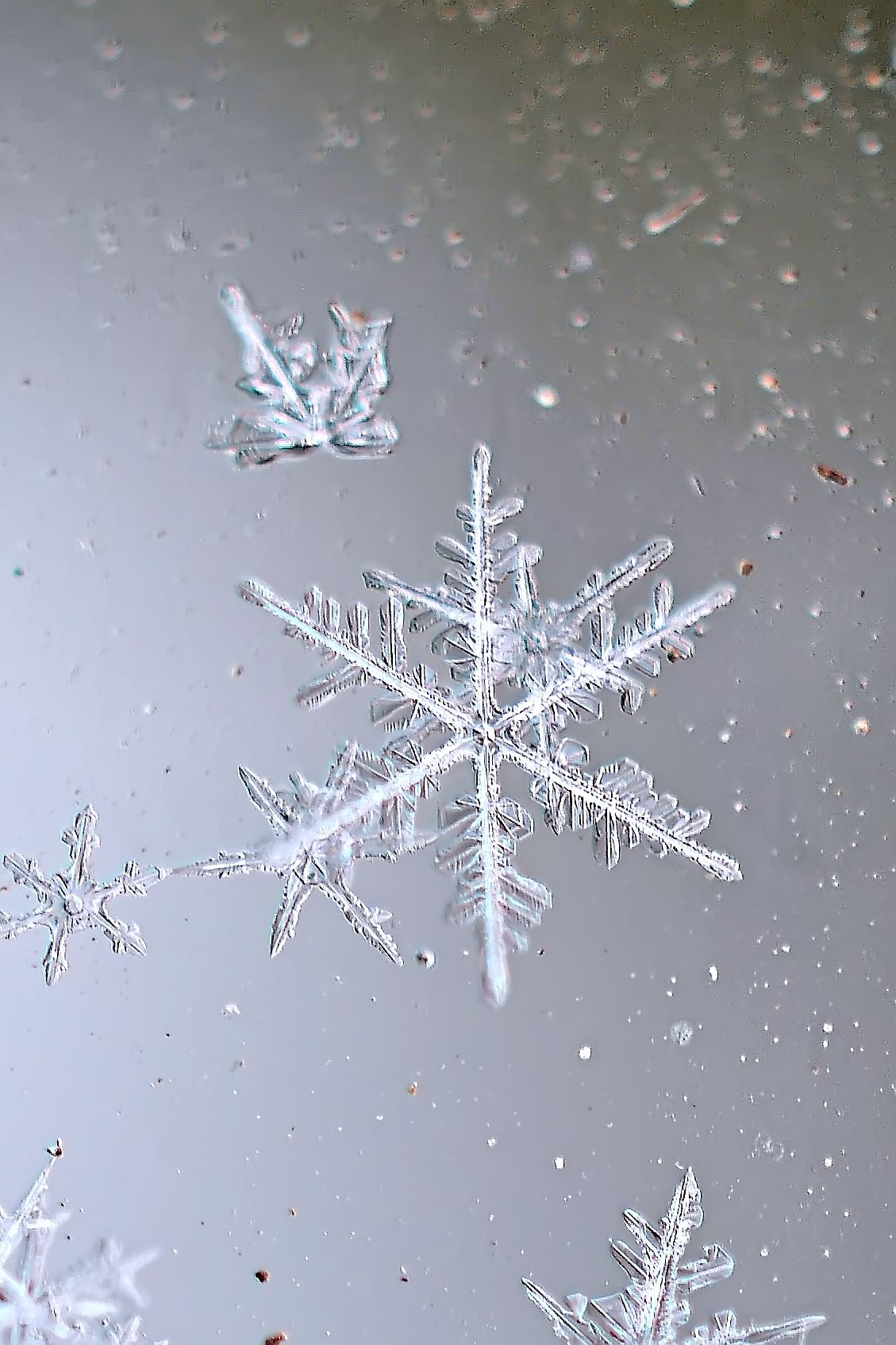 Stellar Dendrite Snowflake